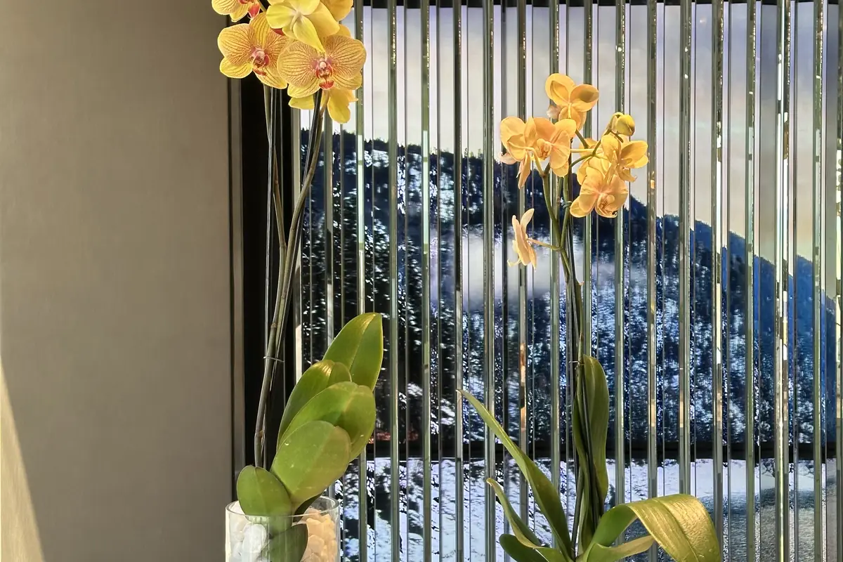 Orquídeas amarelas sobre o balcão da recepção, com painel de vidro ao fundo.